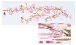 Japanese Blossom