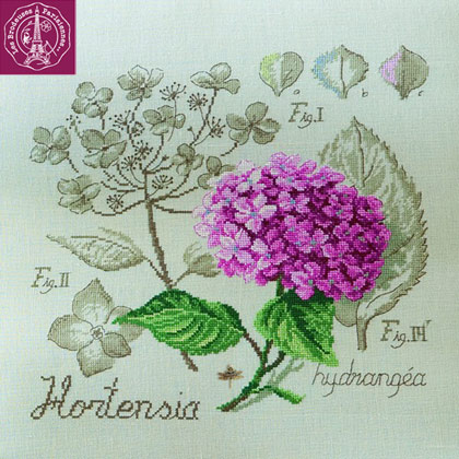 Étude à l\'Hortensia - Lino