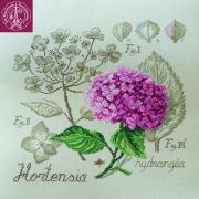Étude à l'Hortensia - Lino