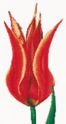 Tulipano giglio Rosso/Giallo