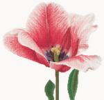 Tulipano ibrido Darwin rosa