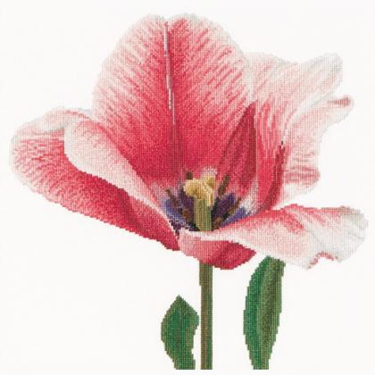 Tulipano ibrido Darwin rosa