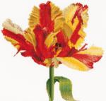 Tulipano Pappagallo rosso/giallo