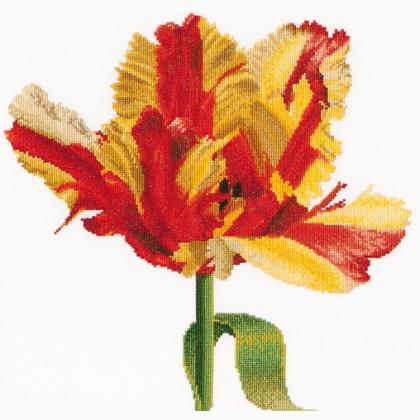 Tulipano Pappagallo rosso/giallo
