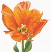 Tulipano trionfo arancione