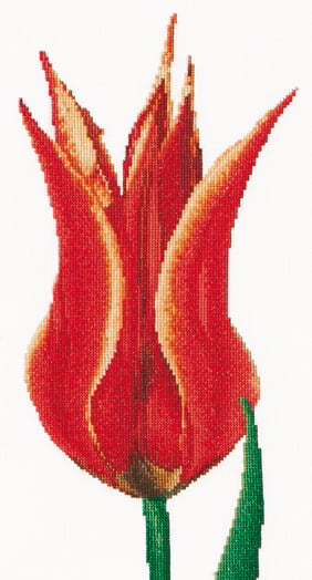 Tulipano giglio Rosso/Giallo