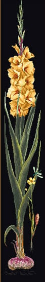 Gladioli Yellow - Nero