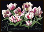 Tulipani Rembrandt - nero