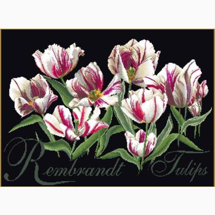 Tulipani Rembrandt - nero