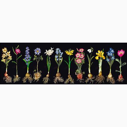 Bulbs (Flowers Study) - Nero