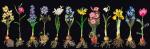 Bulbs (Flowers Study) - Nero