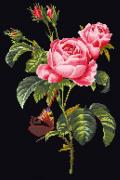 Rosa Redouté - Nero