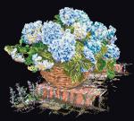 Ortensia Blu - Nero