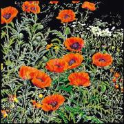 Orange Poppies - Nero
