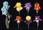 Iris Panel - Nero