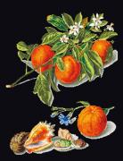 Oranges & Mandarins - Nero