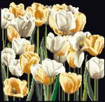 Tulips - Nero