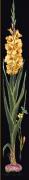 Gladioli Yellow - Nero