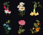 Six Floral Studies - Nero