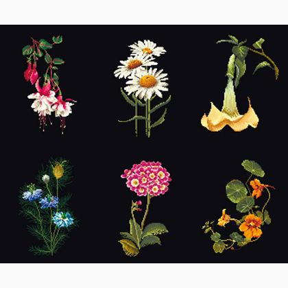 Six Floral Studies - Nero