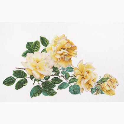 Peace Rose - Aida - Bianco