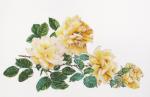 Peace Rose - Aida - Bianco