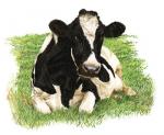 Fresian Cow - Aida