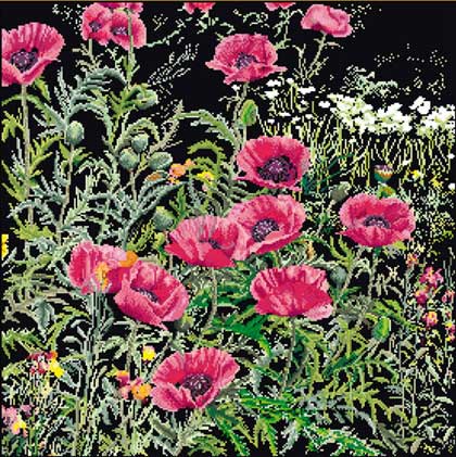 Pink Poppies - Nero