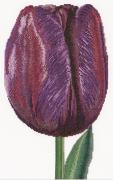 Tulipano trionfo viola - Aida