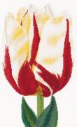 Tulipano fiammeggiato - Aida