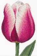 Tulipano trionfo rosso/bianco - Aida