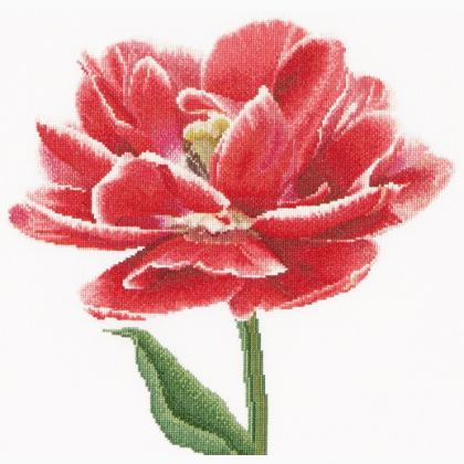 Tulipano doppio rosso/bianco - Aida