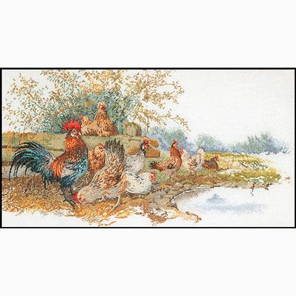 Chickens - Aida