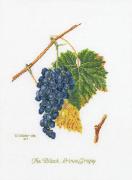 Uva - Aida