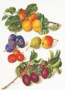 Frutta Antica 2° - Aida