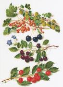 Frutta Antica 3° - Aida