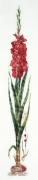 Gladioli - Rosso - Aida