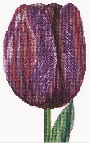 Tulipano trionfo viola - Aida