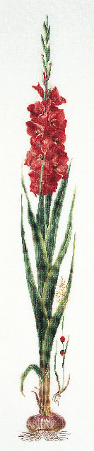 Gladioli - Rosso - Aida