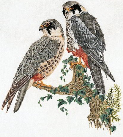 Falcons - Aida