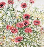 Pink Poppies - Aida