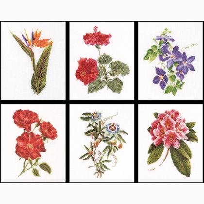 Six Floral Studies