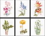 Six Floral Studies II