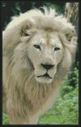Born Free