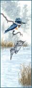 Kingfisher
