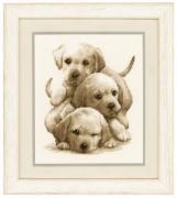 Cuccioli di Labrador