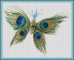Peacock Butterfly