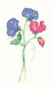 Sweet Peas