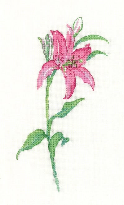 Pink Lily