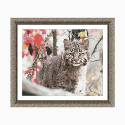 Bobcat Mischief